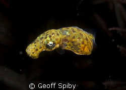 I think this is a juvenile bobtail squid. I know these gu... by Geoff Spiby 